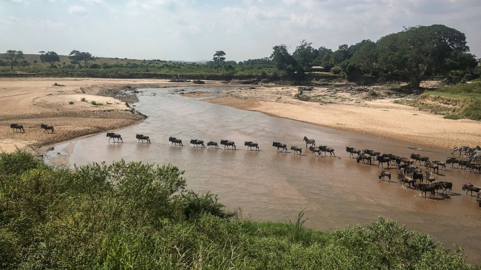 Hundreds of elephants and zebras die due to drought in Kenya