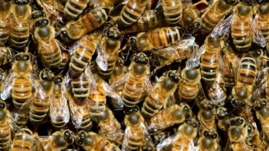 Modern honey bees live half as long as bees from the 70s