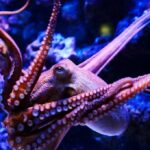 Neuroscientists discover how squids and octopuses got their big brains