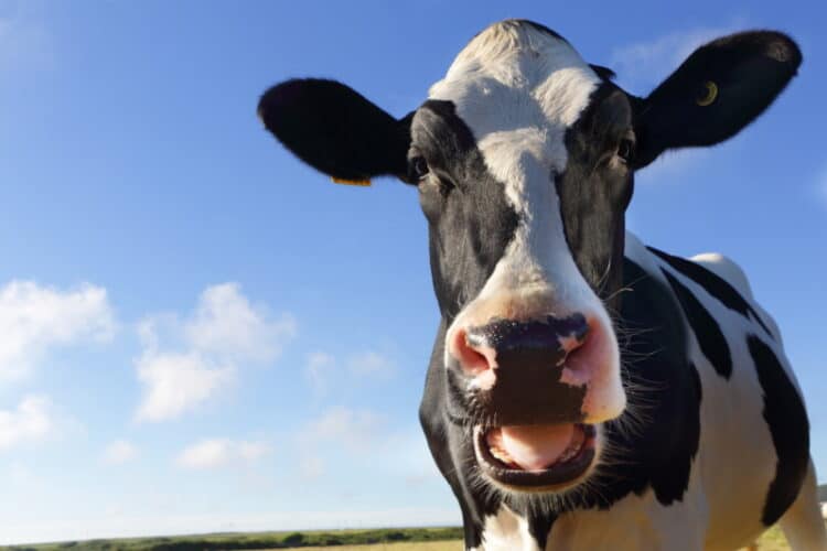 New Zealand declares war on cow burps 1