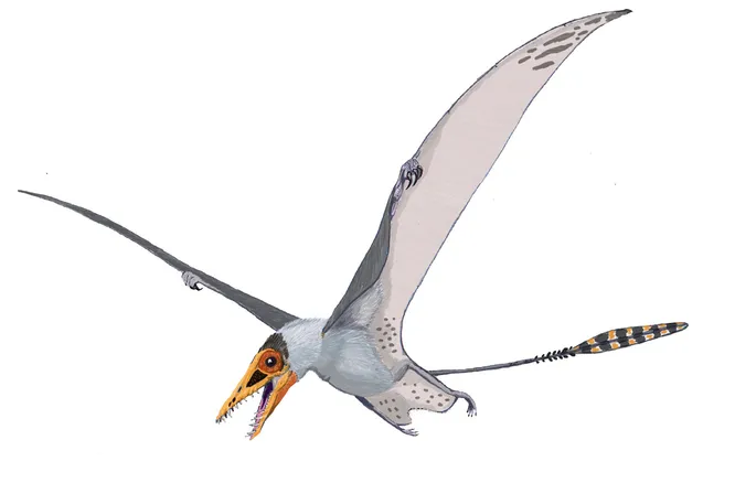 New species of pterosaurs found in Africa 3