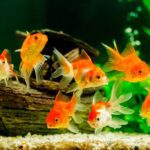 Scientists discover why fish look down when they swim