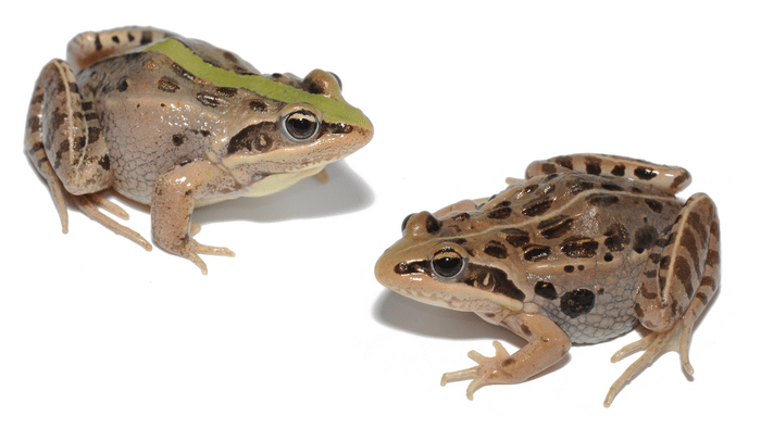 Scientists have figured out how patterns on the skin of frogs evolve