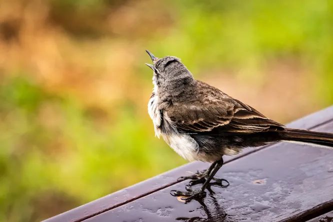 Scientists have found that birdsong improves health 2