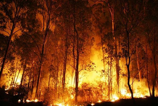 Severe wildfire destroys 3600 hectares in Chile