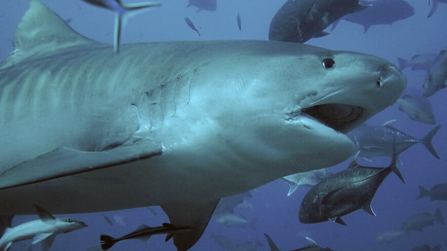 Tiger sharks have measured the largest underwater forest on earth