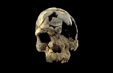 160 000 year old fossilized skulls found in Ethiopia are the oldest anatomically modern humans 1