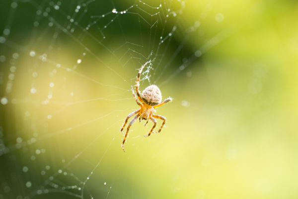 Biologists have figured out how much weight the strongest web can withstand