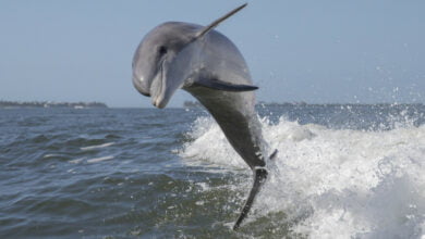 Bottlenose dolphin makes record trip
