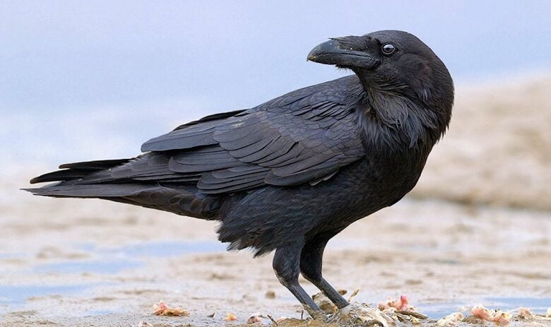 Crows are able to analyze their own thoughts