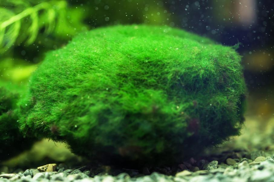 Destruction of Marimo algae due to the climate crisis will negatively affect the ecosystem
