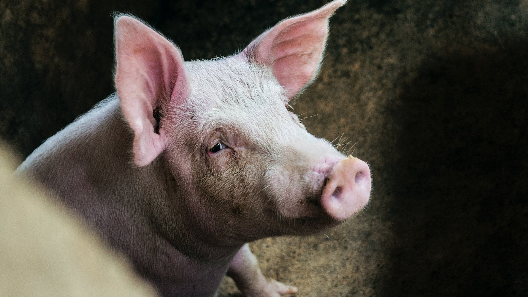 German veterinarians cured aggressive pig from alcoholism