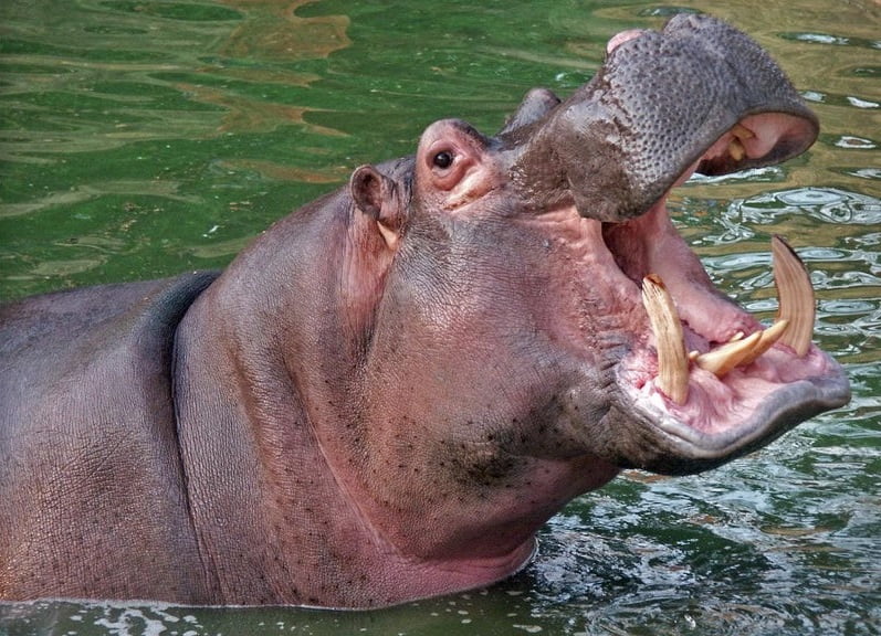 In Uganda a hippo swallowed a baby and spat it out alive