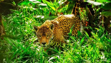 Jaguars almost completely exterminated by humans may return to the wild in the United States