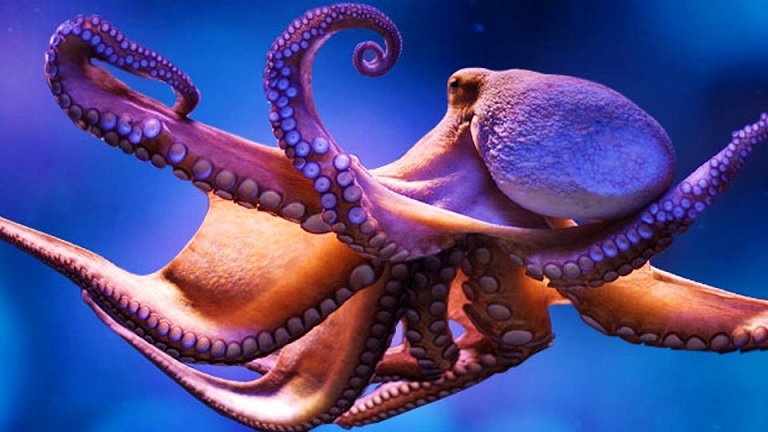 Scientists discover surprising similarities between human and octopus brains