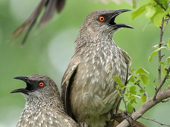 Scientists have found birds that become stupid for the sake of having many children