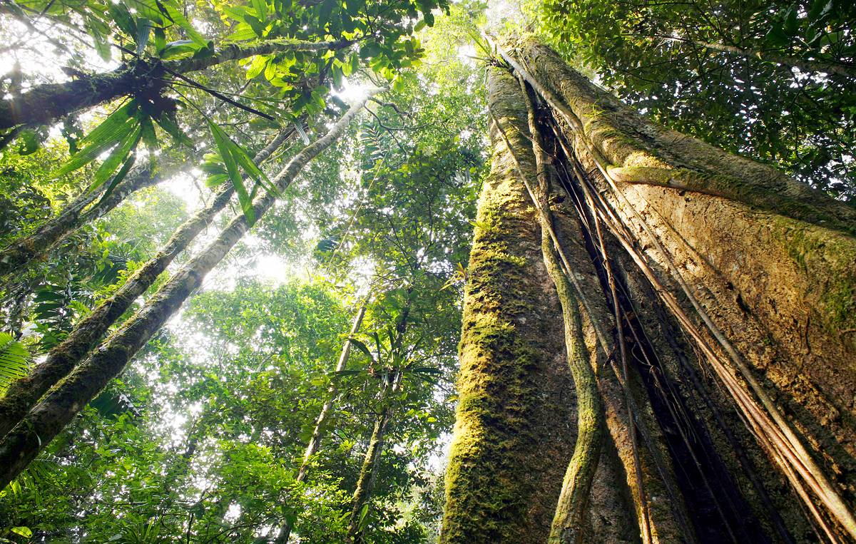 Scientists have found that the first forests did not greatly affect the proportion of oxygen on Earth