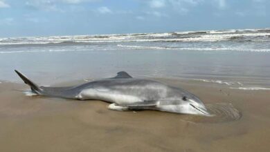 Stranded dolphins show signs of Alzheimers disease