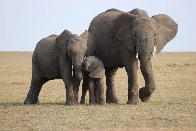 Why do we need to value elephants more to improve our lives 1
