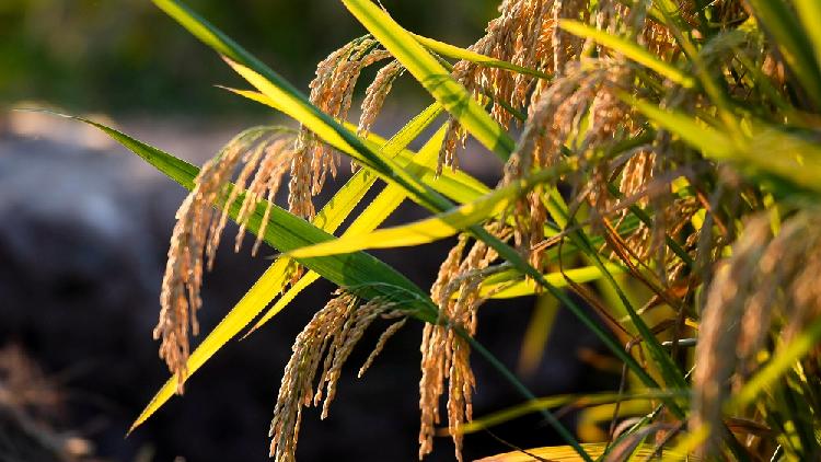 A breakthrough in rice breeding could feed billions of people