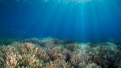 Biologists have discovered that coral access to sunlight can save them