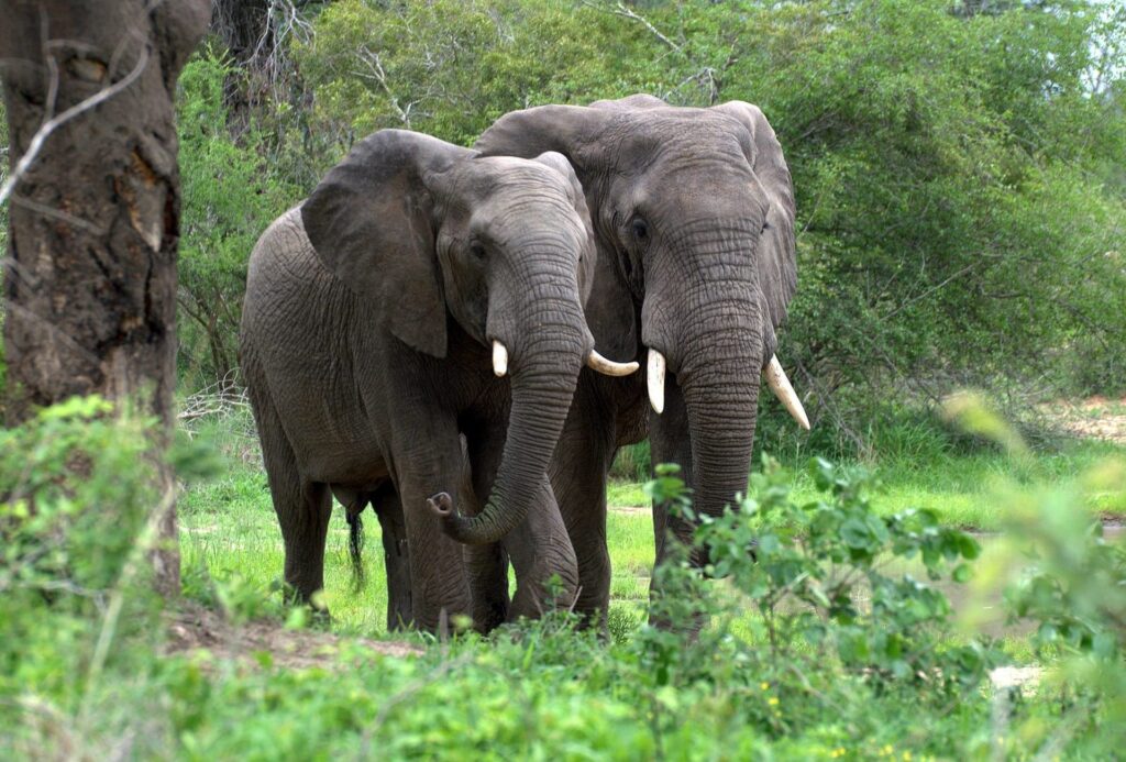 Biologists have found a link between the extinction of elephants and global warming