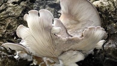 Biologists have identified the nerve poison of predatory oyster mushrooms