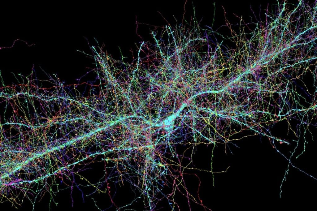 Biologists have learned to control the growth rate of neurons