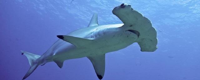 Biologists have sequenced the genome of endangered hammerhead sharks and found signs of inbreeding