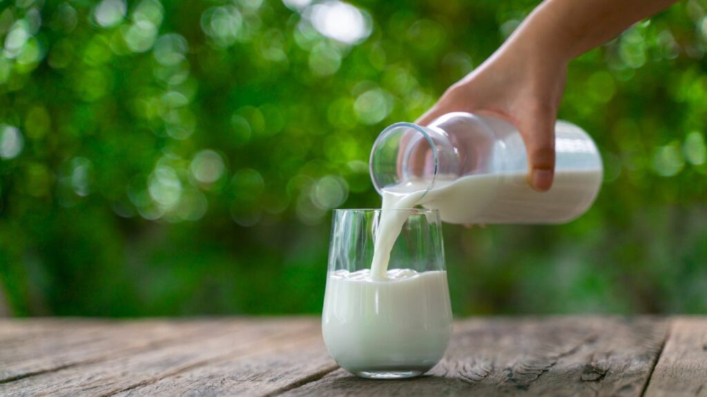 Drinking milk increased the size of the human body 1