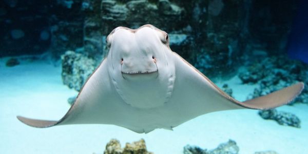 Extinction of sharks and rays will have a negative impact on other species