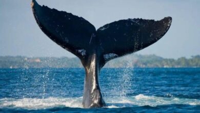 Geneticists reveal how whales became giants
