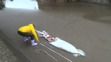 Giant squid washed up on the coast of the Sea of ​​Japan