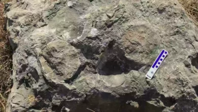 Hundreds of eggs of giant dinosaurs were found in India