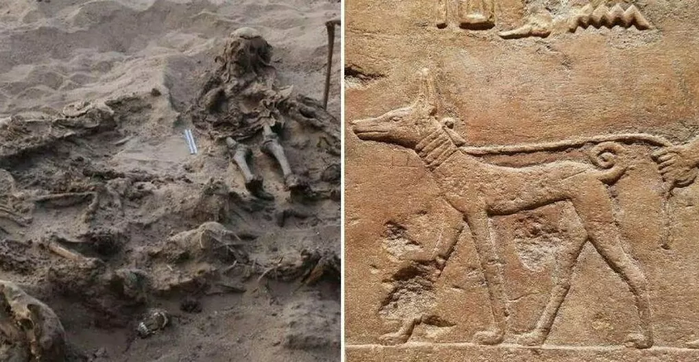 In Egypt archaeologists discovered a strange grave