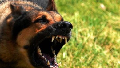 Scientists have named the main reasons for the aggressiveness of domestic dogs 1