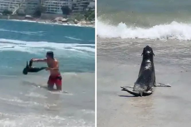 Seals attack people in South Africa because of acid zombies 1
