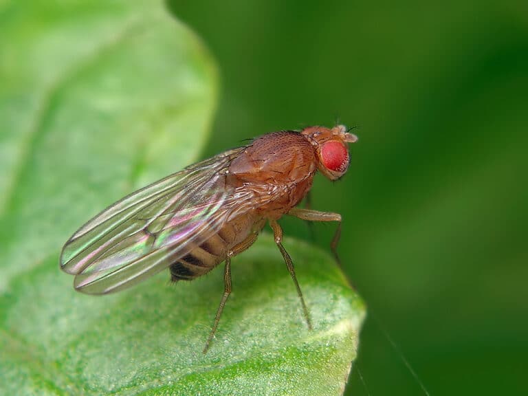 Starvation in fruit flies complicates neurons