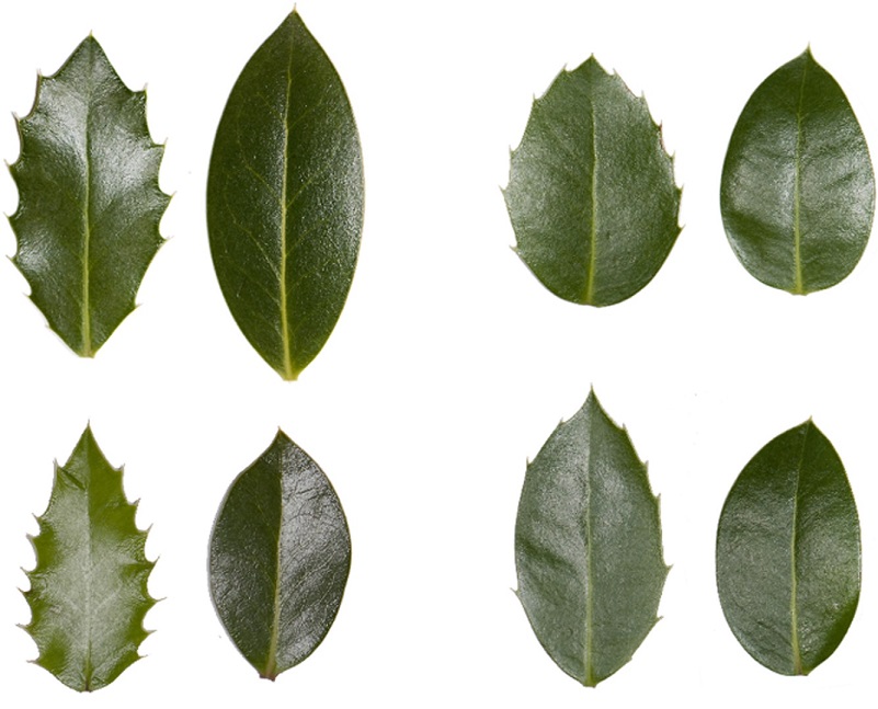 Tree changes the shape of the leaves if animals start eating them 2