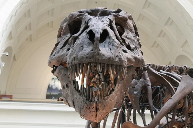 Tyrannosaurus rex brain had as many neurons as modern primates