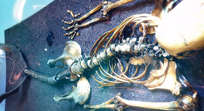 Where did the mummies and skeletons of mermaids come from in the museums of the world 3