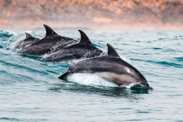 A new dangerous virus has been identified in whales and dolphins across the Pacific Ocean