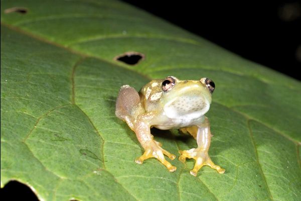 Biologists have found silent frogs in Africa that communicate by touch