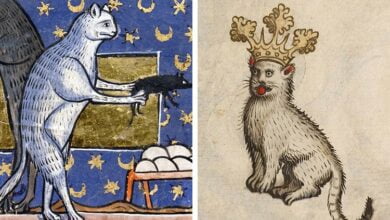Cats in the Middle Ages What can we learn about our ancestors pets from medieval manuscripts 1