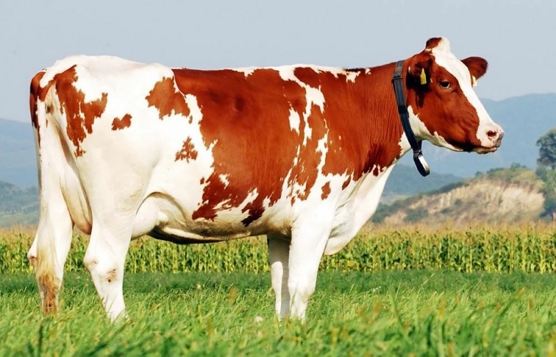 China has cloned a super cow capable of producing 18 tons of milk per year
