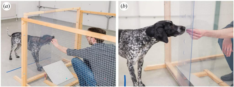 Dogs recognize Human hidden intentions 2