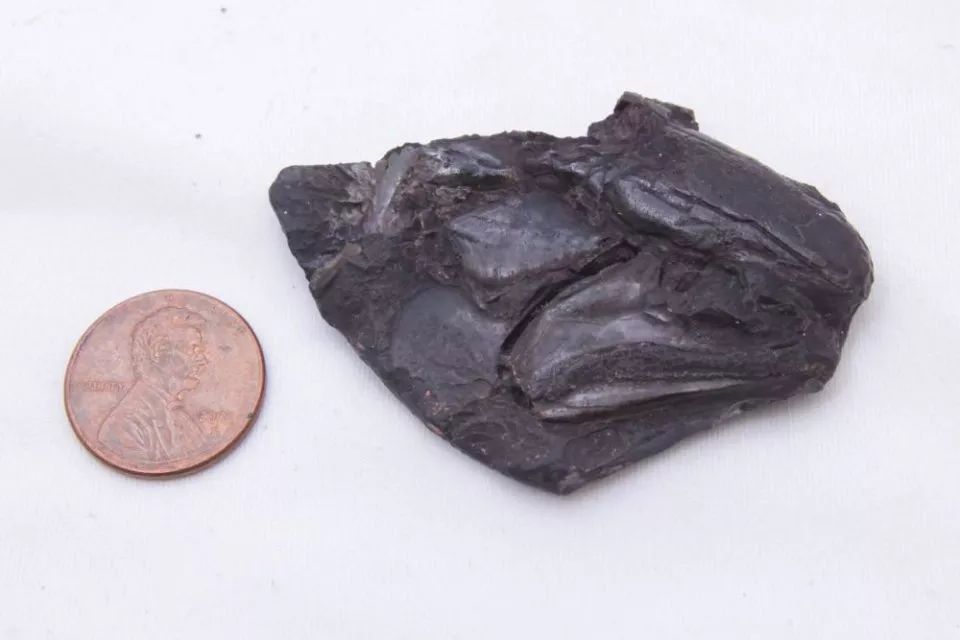 Found a brain that is 319 million years older than the human