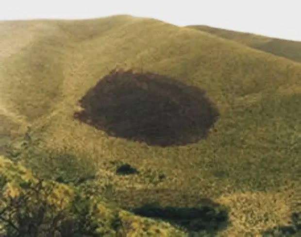 In 1986 in Argentina a UFO burned a hill sucked the insides of insects and took chlorophyll from a tree 3