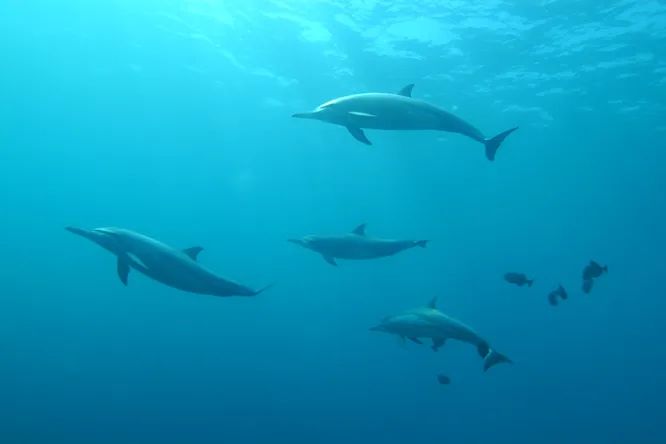 Scientists discover why dolphins help people catch fish 1