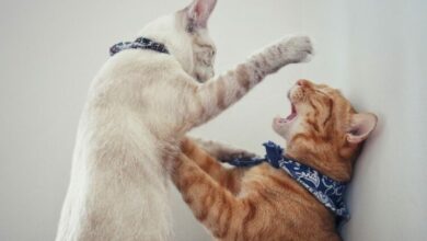 Scientists figured out cat fights and games